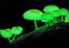 Lighting Our Streets With Glow-In-The-Dark Fungi