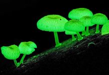Lighting Our Streets With Glow-In-The-Dark Fungi