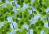 How Better Knowledge of The Chloroplast Genome Will Help Shape The Future