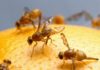 Biologists Find How Fruit Flies Sense Food Texture