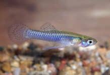 Combating water-borne diseases : Gurgaon introduces Gambusia fish in water-bodies