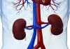 Stem Cell-Mediated, Functional Human Kidney Grown Inside of a Live Organism for the First Time