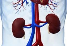 Stem Cell-Mediated, Functional Human Kidney Grown Inside of a Live Organism for the First Time