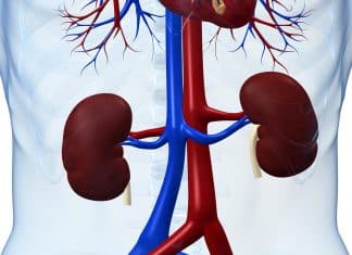 Stem Cell-Mediated, Functional Human Kidney Grown Inside of a Live Organism for the First Time