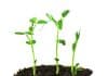 ‘Plants too are endowed with decision making capabilities’, says a new study