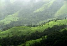 Recruitment For the Post of JRF / Project Assistant @ IISER, Thiruvananthapuram JRF Job @ Himalayan Forest Research Institute