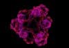 Transporter Protein Could Help Pump (Out) Bacteria with Antibiotics