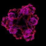 Transporter Protein Could Help Pump (Out) Bacteria with Antibiotics