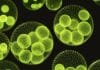 Algae Provides New Biotechnological Tools Through Its Repair System