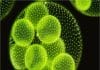 Microalgae for much more than biofuels | Might be a promising future resource