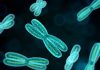 Diving Into The Genes – Scientists Unravel The Barr Body Of Inactive X Chromosomes