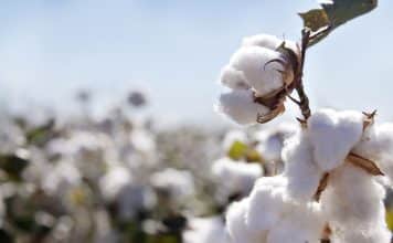 SRF Post Vacant @ ICAR – Central Institute For Research On Cotton Technology