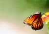 ICAR – Sponsored Short Course On Techniques in Insect Molecular Biology & Toxicology