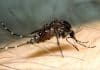 Zika Vaccine : French biotech firm Valneva claims to have produced a possible Zika vaccine