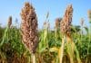 Feeding Fuel To The Fire – How GM Sorghum Can Produce More Energy