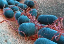 Researchers develop E.coli based transport capsule