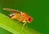 A new research answers how flies survive without the presence of IF proteins