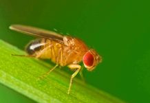 A new research answers how flies survive without the presence of IF proteins