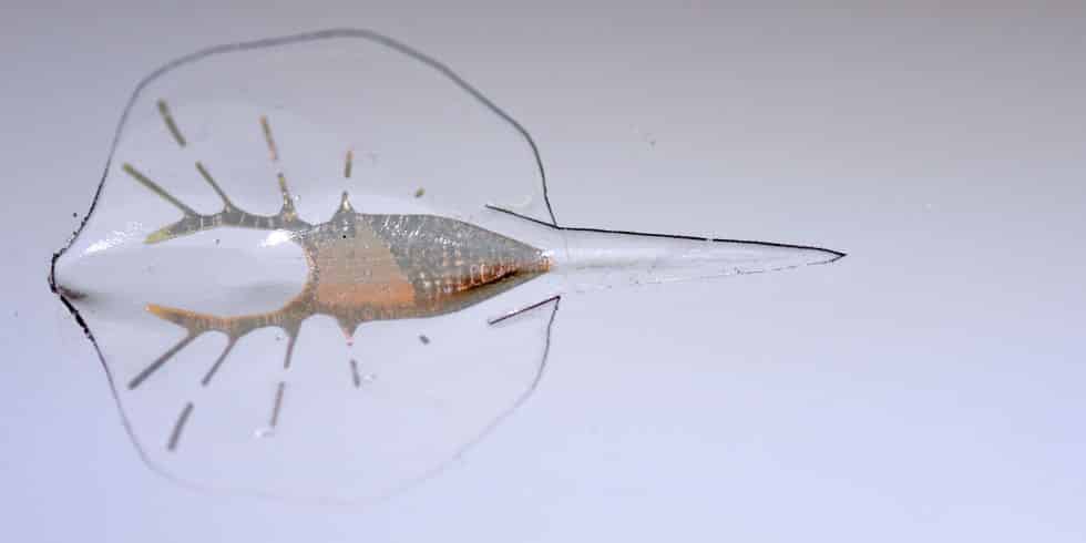 landscape-1467913107-robostingray-web