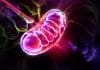 Mitochodria “Selfishly” Responsible For Several Disorders