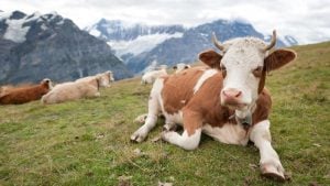 much-cow-weigh_b8835b75f090ec89