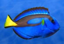 Conserved MicroRNAs May be Involved in Regeneration in Amphibians & Some Fish