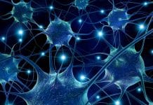 Human Stem Cells Programmed To Rapidly Form Heart Muscle And Bone