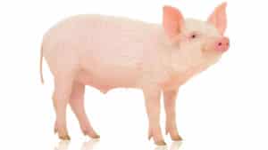 pig4