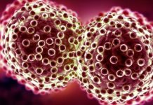 Potential Cancer Treatment In Newly Discovered Gene