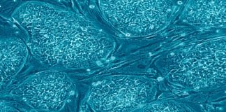 Study Provides Insights on Origin of Cancer through Mature Cell Discovery