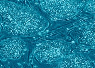 Study Provides Insights on Origin of Cancer through Mature Cell Discovery