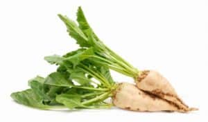 freshly harvested sugar beet on white background