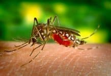 Interpreting Mosquito Genes Could Prevent Them From Spreading Diseases