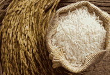 GMO Rice Takes On Human Genes – Is This Going Too Far?