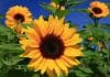 An Evergreen Question – Why Don’t Plants Get Sunburnt?