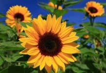 An Evergreen Question – Why Don’t Plants Get Sunburnt?