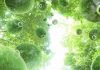 Better Solar Cells Predicted In The Future With Better Understanding Of Photosynthesis