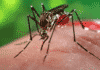 After Dengue, Delhi Government Chikungunya Test Cost Also Gets Capped