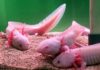 MDI Scientists unlock the secret of growing new limbs