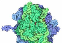 Ribo-World – Virtuoso Ribozyme Gives An Encore-Worthy Performance