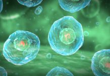 Defying The Cell Cycle – Mechanism Helps Receptor Complex Stay on Message