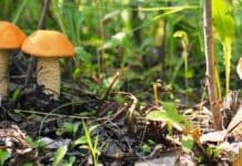 Post of JRF Vacant @ G.B. Pant Institute of Himalayan Environment & Development | Attractive Salary Package