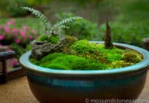 Scientists Believe Moss Revolutionized Evolution By Creating Stable Oxygen On Earth