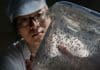 Mosquito factory in China reduces the spread of mosquito-borne diseases