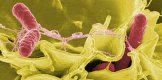 Scientists Dig Out Genetic Cause of Typhoid Superbug