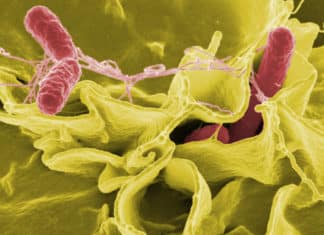 Scientists Dig Out Genetic Cause of Typhoid Superbug Scientists Dig Out Genetic Cause of Typhoid Superbug