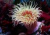 Cure for hearing loss could lie in the proteins of Sea Anemones, says a new research