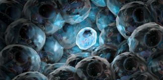 Scientists Design Drug to Control Premature Differentiation of Stem Cells