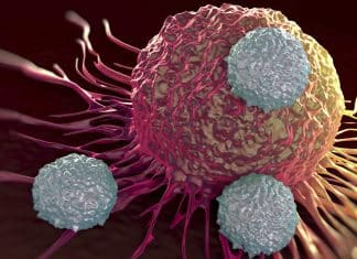 Researchers discover mechanism that shows how immune cells prevent disease