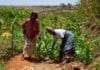 Kenyan County Executives Call For Ban on GMO to be Lifted